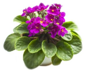Plant Variety